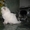 Продам котят скоттиш-фолд и хайленд-фолд - Изображение #3, Объявление #184395
