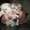 Продам котят скоттиш-фолд и хайленд-фолд - Изображение #1, Объявление #184395