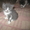 котята полуперсы - Изображение #1, Объявление #248428