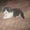 котята полуперсы - Изображение #2, Объявление #248428