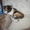 котята полуперсы - Изображение #3, Объявление #248428