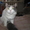 котята полуперсы - Изображение #5, Объявление #248428