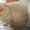 котята полуперсы - Изображение #6, Объявление #248428
