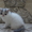 Персидские иэкзотические котята - Изображение #2, Объявление #327697