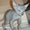 Котята донского сфинкса, голенькие - Изображение #4, Объявление #396962
