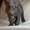 Котята донского сфинкса, голенькие - Изображение #2, Объявление #396962