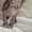 Котята донского сфинкса, голенькие - Изображение #3, Объявление #396962