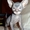 Котята донского сфинкса,  голенькие #396962