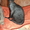 Донской сфинкс,коты,продаю,киров,слободской - Изображение #2, Объявление #397961