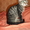 Донской сфинкс,коты,продаю,киров,слободской - Изображение #3, Объявление #397961