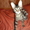 Донской сфинкс,коты,продаю,киров,слободской - Изображение #4, Объявление #397961