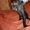Донской сфинкс,коты,продаю,киров,слободской - Изображение #5, Объявление #397961
