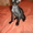 Донской сфинкс,коты,продаю,киров,слободской - Изображение #6, Объявление #397961