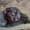 продаю британского котенка - Изображение #1, Объявление #411923