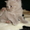 Продаю британских, короткошерстных котят - Изображение #2, Объявление #472714