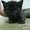 Отдадим в хорошие руки котят черного окраса  #482614