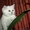 Котята британские плюшевые - Изображение #2, Объявление #487151