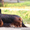 Перспективные щенки миниатюрной длинношерстной таксы - Изображение #3, Объявление #554523