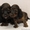Перспективные щенки миниатюрной длинношерстной таксы - Изображение #1, Объявление #554523