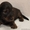 Перспективные щенки миниатюрной длинношерстной таксы - Изображение #7, Объявление #554523