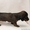 Перспективные щенки миниатюрной длинношерстной таксы - Изображение #6, Объявление #554523