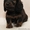 Перспективные щенки миниатюрной длинношерстной таксы - Изображение #10, Объявление #554523