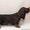 Перспективные щенки миниатюрной длинношерстной таксы - Изображение #9, Объявление #554523