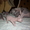 котята сфинкса донского(голорождённые) - Изображение #1, Объявление #526983