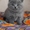 Очаровательные плюшевые котята Британской породы #568580
