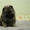 Шпиц померанский,щенки - Изображение #1, Объявление #584411