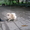 Шпиц померанский,щенки - Изображение #3, Объявление #584411
