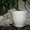 продам котиков невской маскарадной породы - Изображение #2, Объявление #612037