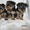 Йоркширский терьер,  очаровательные щенки - Изображение #1, Объявление #650389