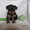 Йоркширский терьер,  очаровательные щенки - Изображение #2, Объявление #650389