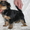 Йоркширский терьер,  очаровательные щенки - Изображение #3, Объявление #650389