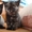 Отдам шотландских котят скоттиш-страйт по договору - Изображение #1, Объявление #688866