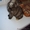 Отдам шотландских котят скоттиш-страйт по договору - Изображение #2, Объявление #688866