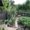 Сад в мариевке 3 сотки нововятский район - Изображение #1, Объявление #714977