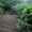 Сад в мариевке 3 сотки нововятский район - Изображение #5, Объявление #714977