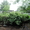 Сад в мариевке 3 сотки нововятский район - Изображение #6, Объявление #714977