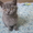 Очровательные британские котята  - Изображение #3, Объявление #735431