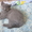 Очровательные британские котята  - Изображение #1, Объявление #735431