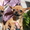 Элитные  высоко-породные щенки чихуахуа - Изображение #5, Объявление #742969