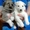 Западно-сибирская лайка щенки - Изображение #3, Объявление #1018853