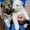 Западно-сибирская лайка щенки - Изображение #2, Объявление #1018853