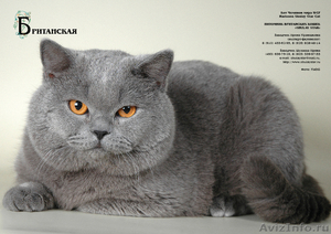 Британские голубые котята от Чемпиона Мира - Изображение #1, Объявление #38462