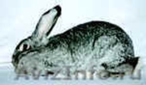 Кролики, продажа - Изображение #1, Объявление #37992