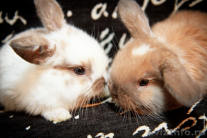 Карликовые крольчата породы "вислоухий баран" - Изображение #1, Объявление #94411