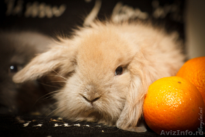Карликовые крольчата породы "вислоухий баран" - Изображение #3, Объявление #94411