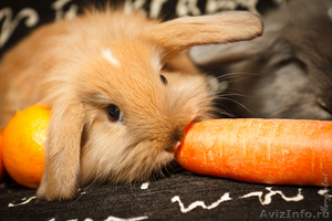 Карликовые крольчата породы "вислоухий баран" - Изображение #2, Объявление #94411